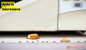 Ants in Microwave