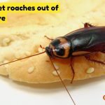 How to Get Roaches Out of Microwave