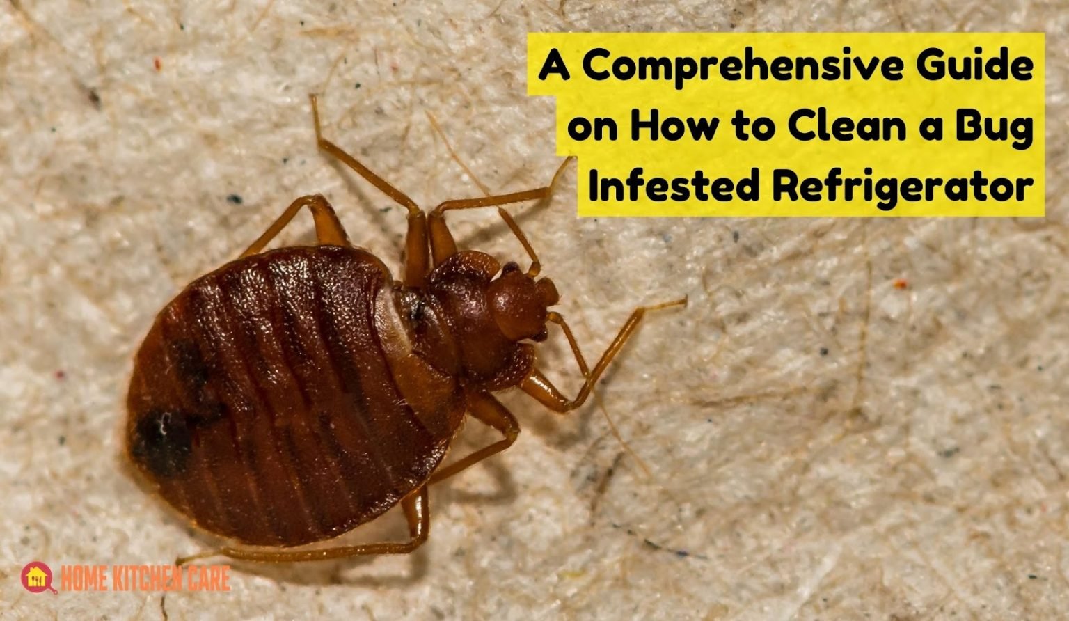 A Comprehensive Guide on How to Clean a Bug Infested Refrigerator